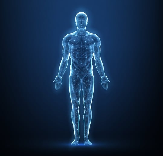 3D Modellierung Menschlicher Körper